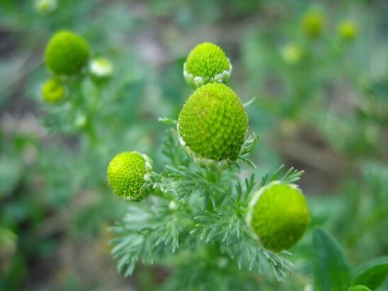 harmanček na liečbu artrózy kolena